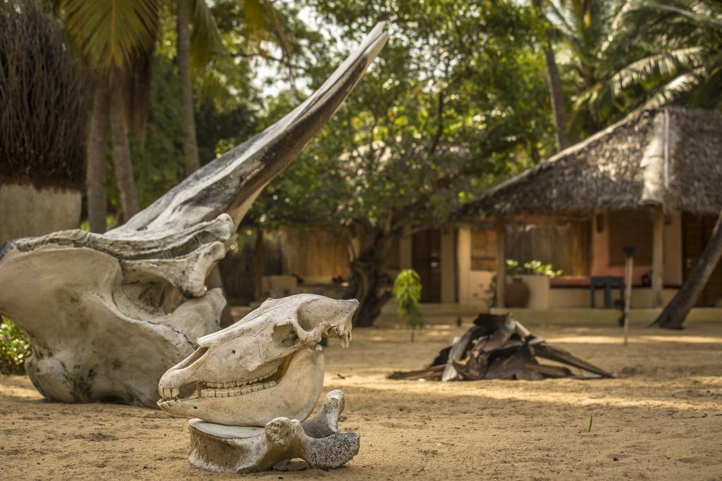 Cocodance Kitesurfing Resort Kalpitiya Buitenkant foto